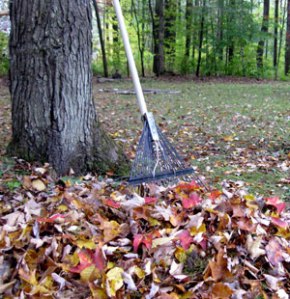 7843b6d4f1342315_raking