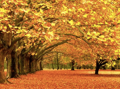 Why I Love&nbsp;Fall